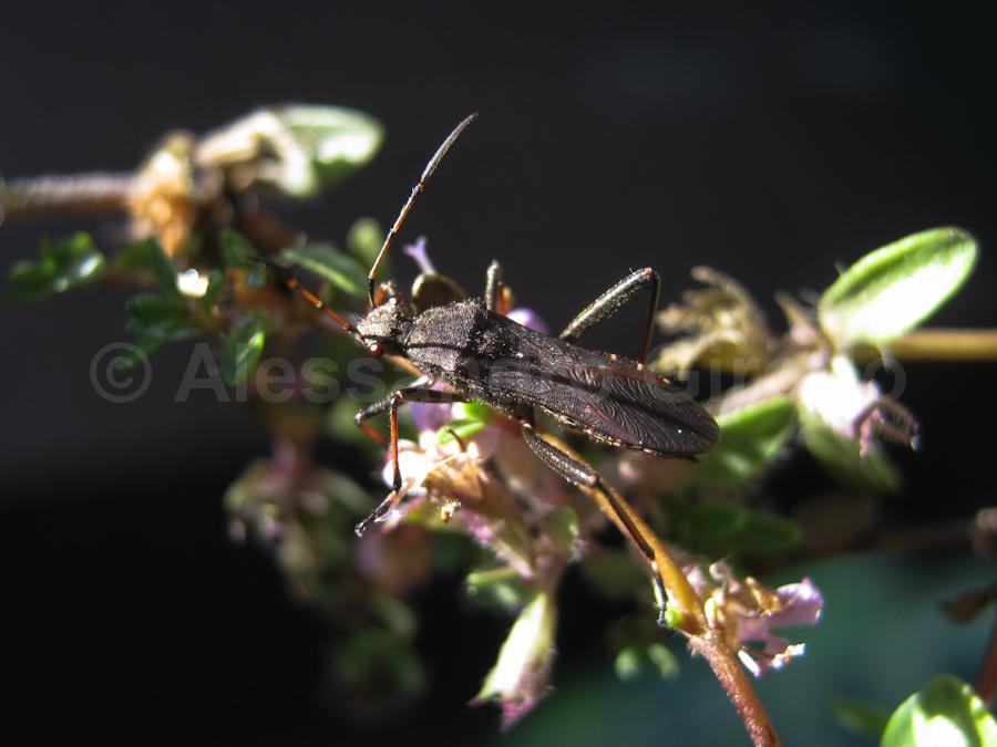 Alydidae: Alydus calcaratus, ninfa mirmecomorfa (TO)